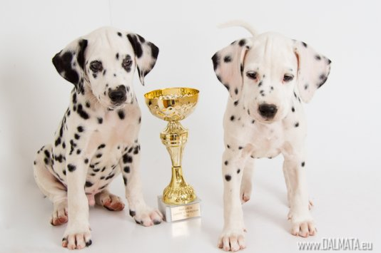 imexpets's tweet photo. http://t.co/BYLxnJ1f