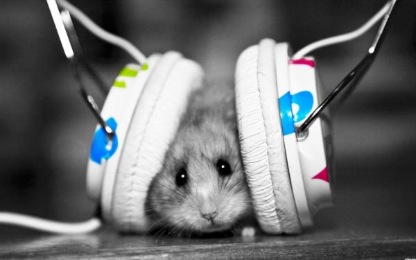 permaneo's tweet photo. Got bass? http://t.co/iabVypkf