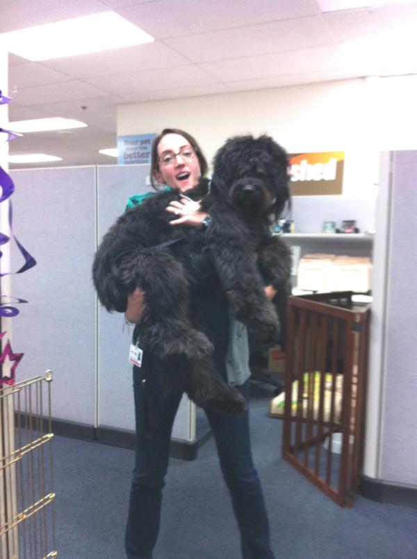 Shanderson22's tweet photo. me and Bowie pup at the office today - he loves when he gets to go with mommy to work @Petco http://t.co/D2LPeTRJ