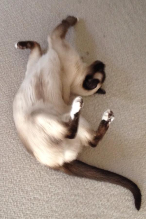 rickygervais's tweet photo. How is this manoeuvre even possible? http://t.co/3EApfAr4
