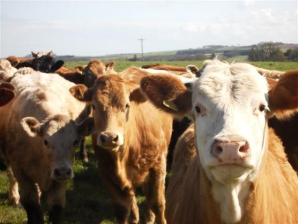 Afternoon from Auchencrow........ the cows  in the field, always come and say hello ! Happy days.....