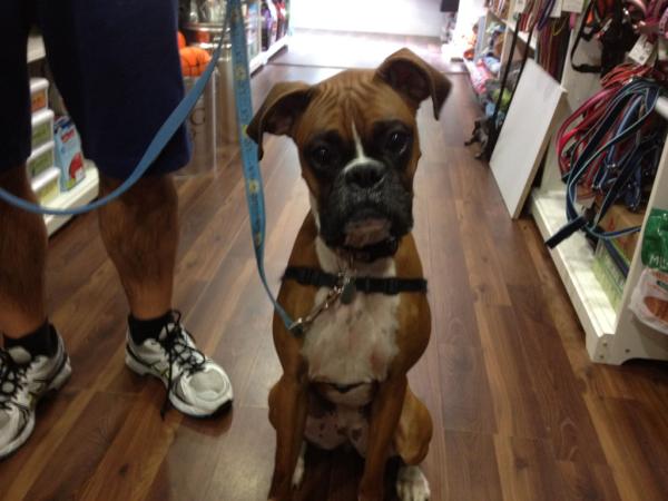 TowneHouseNYC's tweet photo. Meet Adrian! She is a 18 month old boxer! Don't you just love that face?! #pets4u #pets #NYC #newyork #NY http://t.co/poMFxCTx