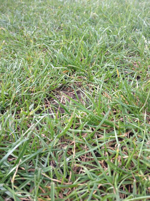 ClintTheCow's tweet image. Great grass! #cowproblems
