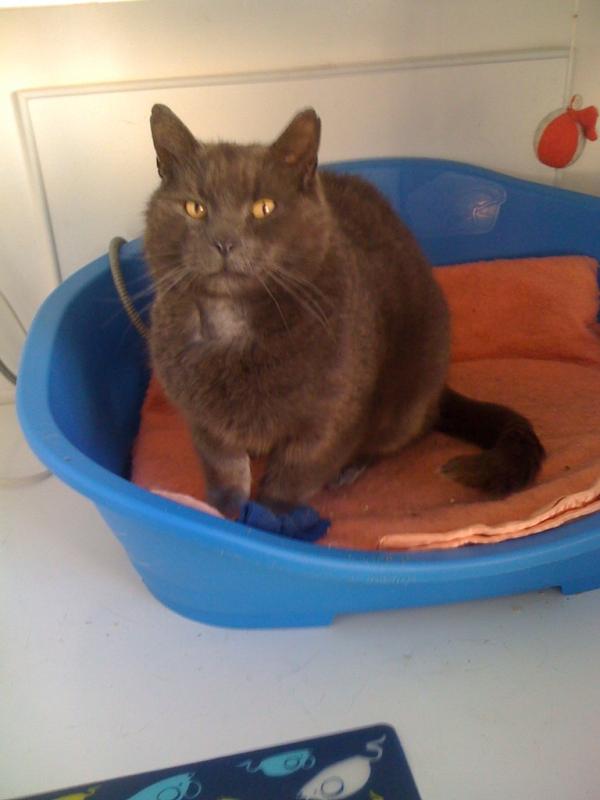theCatCabin's tweet photo. Might have a home from today's homing event. Just need the home visit to be done. http://t.co/Wz1wM0IB