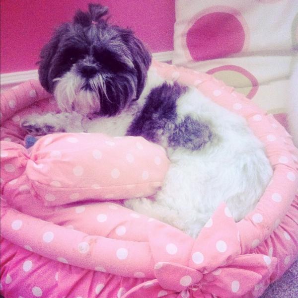 Mackenzie_Klein's tweet image. My little princess in her bed #SpoiledDogLife