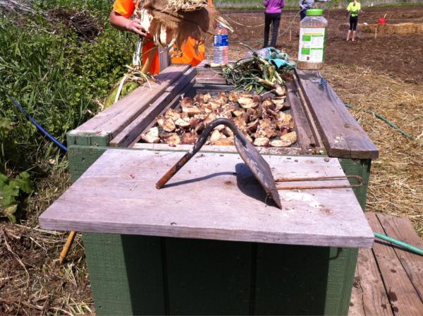 Potatoes. #foodpatch