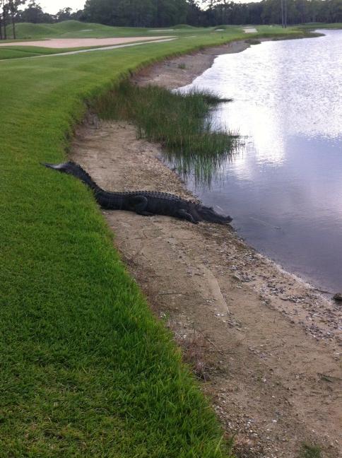 BJMacpherson's tweet image. One of the possible hazards of my new golf course membership... #ohdear