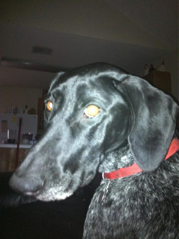 UMSouthernBelle's tweet image. Puppy Stella!! Love my little snuggle bug. #sundaymorninglaziness #almosttimeforwork