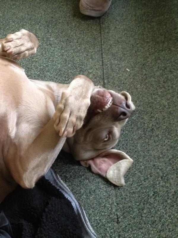 How can u not love that face #gremlin