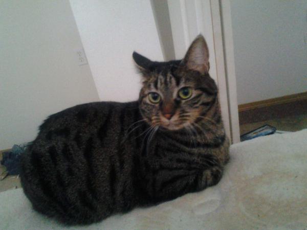 trouble_rising's tweet image. @lenathekitty nah, that&apos;s the people who suck in life.  Life is what you make it.  #MakeItAwesome, #Catshelp