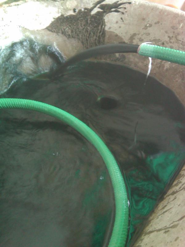 willyalg's tweet image. Así salio el agua en Conj.Res. Araguaney (Valencia) hoy en horas de la mañana. @globovision