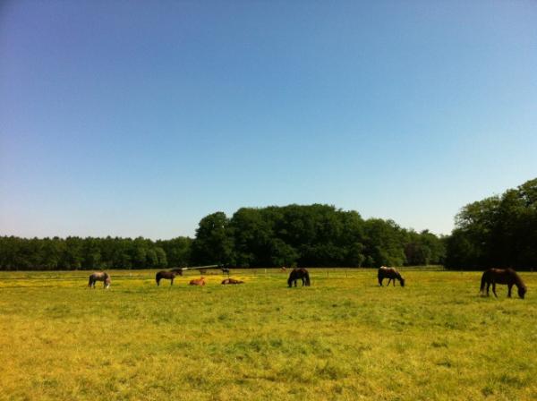 daniel rense tweet media