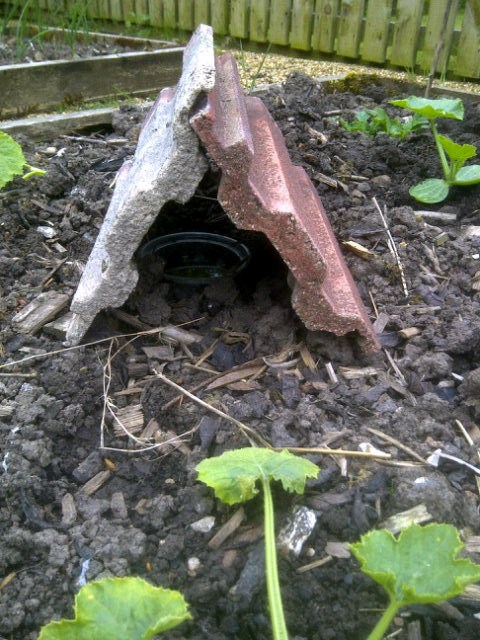 Slug trap a la Hugh FW, @rivercottage ..we are not beaten yet! #growuourown