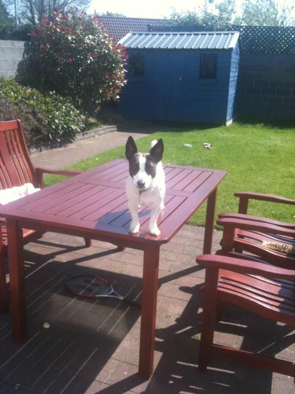 JenJenWhitehead's tweet image. Heard him crying out the back! He found his way up onto the table but couldn't get down! #simpledog