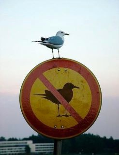 Modernegezegden's tweet photo. De Chuck Norris onder de vogels: http://t.co/veZydPyF