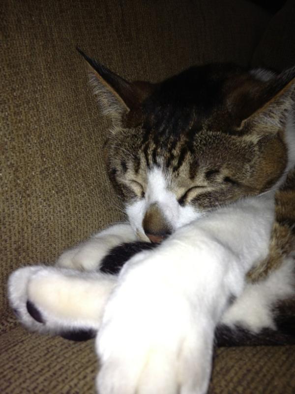 keikerin's tweet photo. 眠いなぁ http://t.co/mJ6SZ9c5