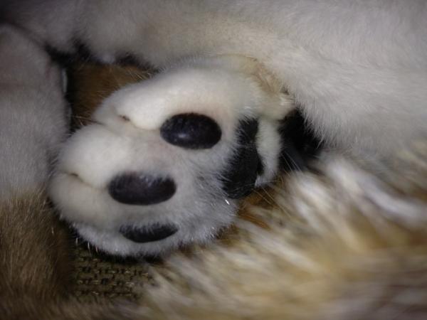 keikerin's tweet photo. 肉球かわいい http://t.co/y10c5KzW