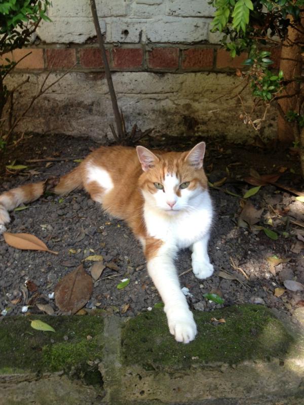 KatMayer1979's tweet photo. Chilling in the garden with Orangeman and @mangotime83 http://t.co/AaoQLu44