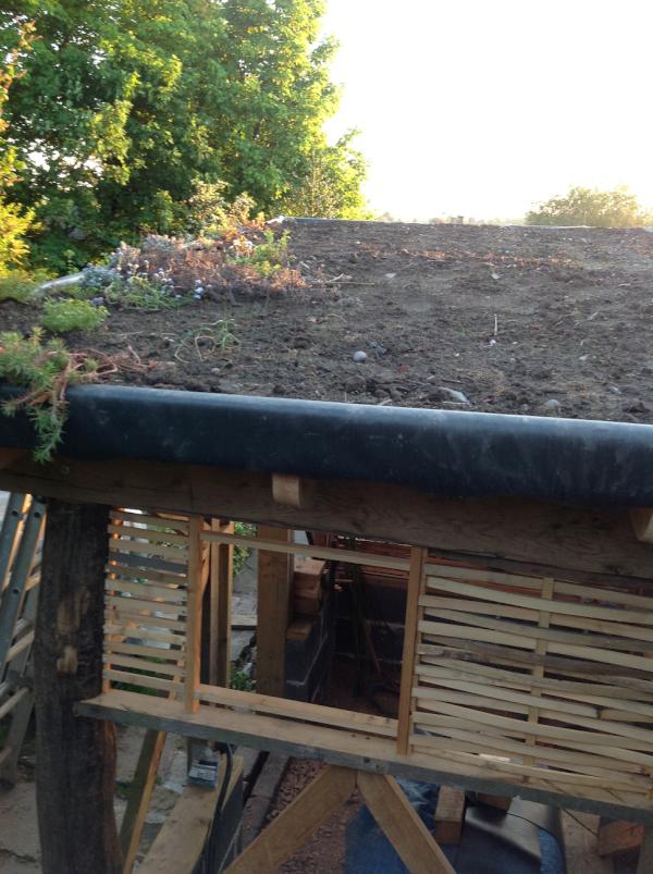UnderhillCraig's tweet photo. Turf roof has been sown and is growing well in this weather. Need to keep watering it http://t.co/M5GUo9sF