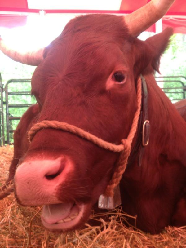 KingWeekly's tweet photo. Got in a steer-ing contest at the #schombergfair http://t.co/XLkAszk8