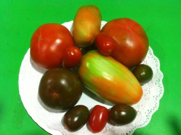 “<a href="/mingomorilla/">Mingo Morilla</a>: Colecció de tomàquets cultivats a Viladecans ” #Km0