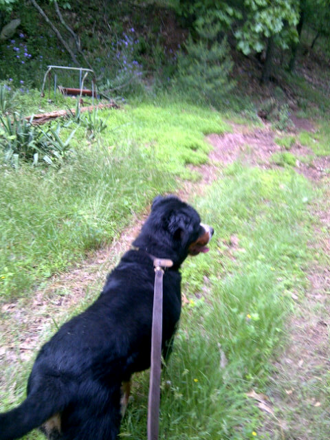 My babes having fun on our hike! Love him :-) http://t.co/bmt9mn7u<a href="/tag/happygirl"class="tags"><span>#happygirl</span></a>
