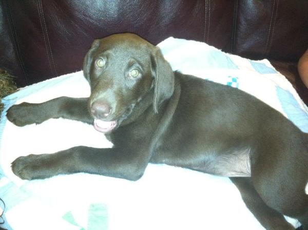 JWray10's tweet photo. A new member of the family! #Addie http://t.co/6hVXMqYI