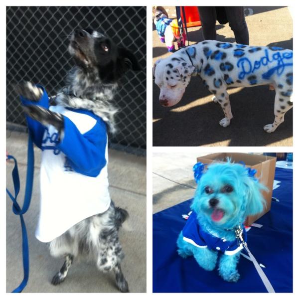 Los Angeles Dodgers on X: Dodger dogs of all shapes, sizes and even colors  are here at the Natural Balance Bark in the Park Pup Rally!   / X