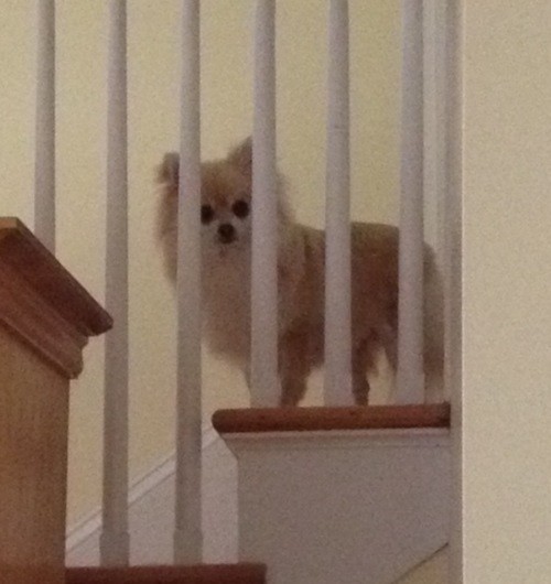 MiaThePom's tweet photo. #stalking my humans @lisamarie503 http://t.co/uOj7oPJd