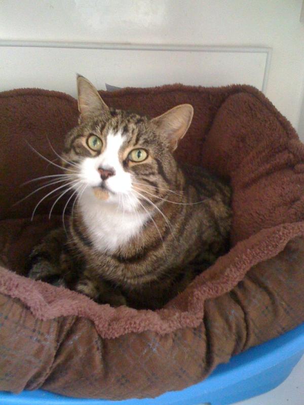 theCatCabin's tweet photo. It was lonely for a few days but I now have a new resident named Sam. Signed #theCatCabin ( @CatsProtection ) http://t.co/nYFygTeO