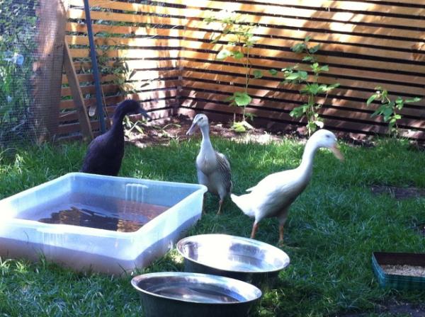 julianskyrme's tweet image. Our new Ducks are bathing so much I need to change their water twice a day #firstworldproblems #middleclasscrisis