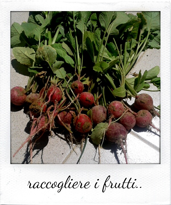 sereQ_'s tweet photo. Post #herbaria. "La vita sfugge tra le mani come sabbia o come..semente"? http://t.co/f1ahbrMX