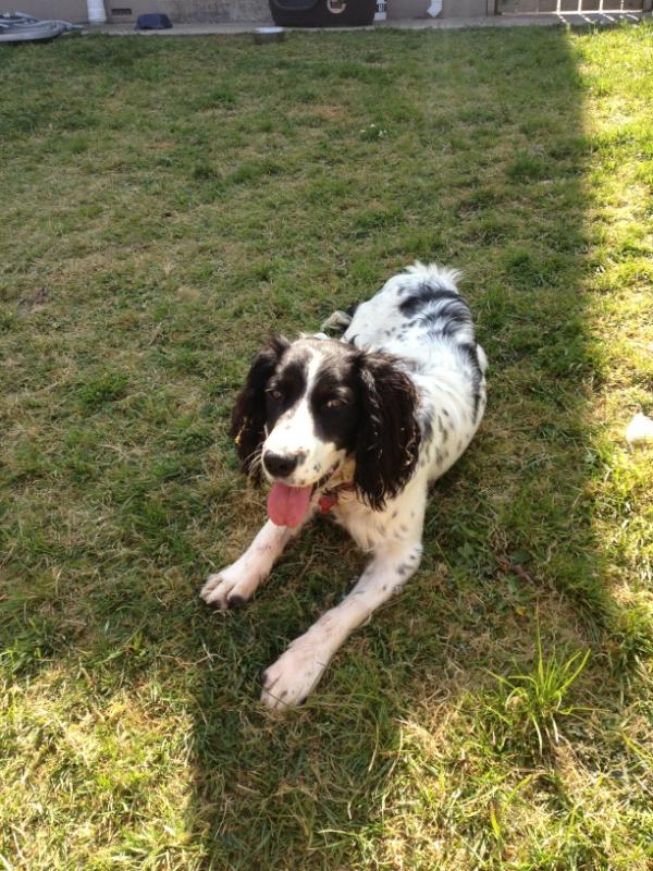 mgarv82's tweet photo. Pebs enjoying the sun http://t.co/XBvC3CC3