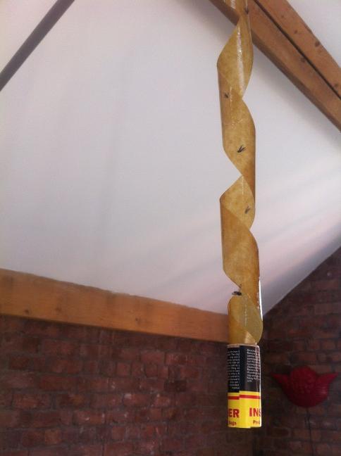 MRSSLEAZE's tweet image. Mother Earth has left the building. I warned these little fuckers it was war, and I won #dontfuck #byebyefly