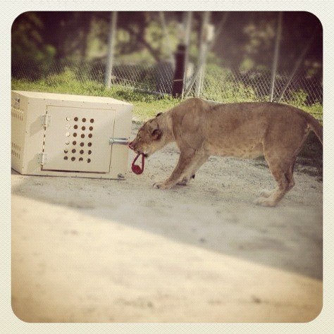 TheMeatBox's tweet photo. http://t.co/ikF91loM