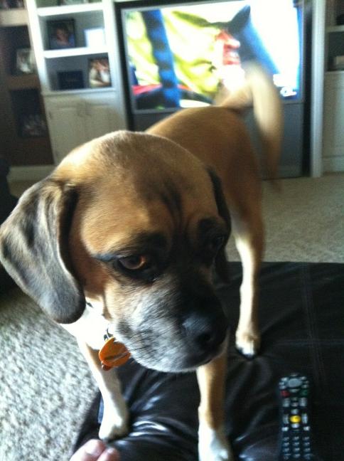PuggleOtis's tweet photo. Puggle table dancing WEE HOO!! #itsapugglething http://t.co/Ak1xGJQG