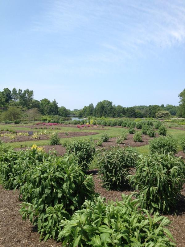 Chillin at the botanical gardens #24miles #arewethereyet #anotherhill? @marcsaladino @twitterlessbill @twitterlessjack