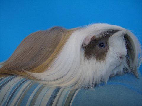 imexpets's tweet photo. هل تعرف ما نوع هذا ال.....؟
أختبر معلمواتك http://t.co/Kf7jf9Ns