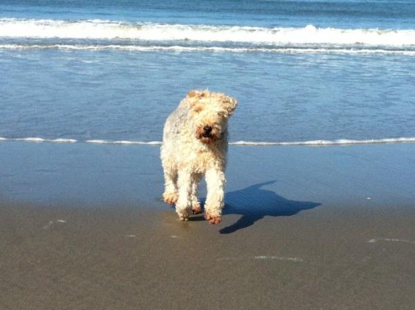 VERMIST!!!! LAKELAND TERRIER. Genaamd WINSTON. We missen hem zo. 06-53566375 laatst gezien 27 mei  De REE in Reeuwijk.