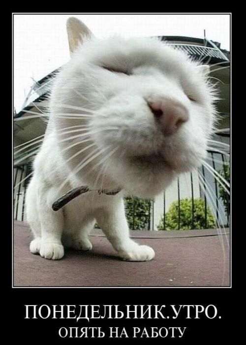 Понедельник на работу песня. Скорее бы на работу плакат. Завтра понедельник. Коты демотиваторы. Понедельник на работу песня.