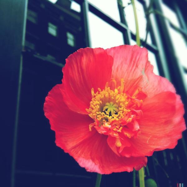 Let's brighten up this rainy day. #poppy