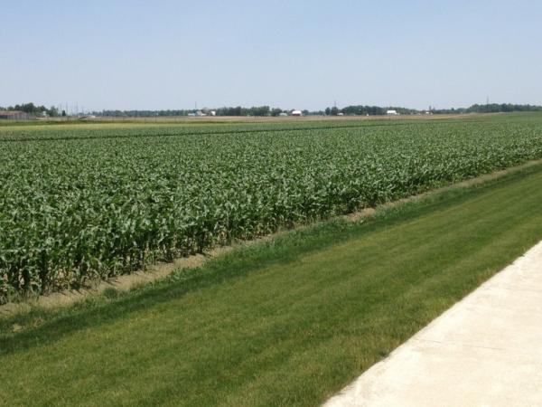 LetsingerPete's tweet photo. Tallest corn in Tipton County. (Sweet corn planted in March). http://t.co/ItB1naJA