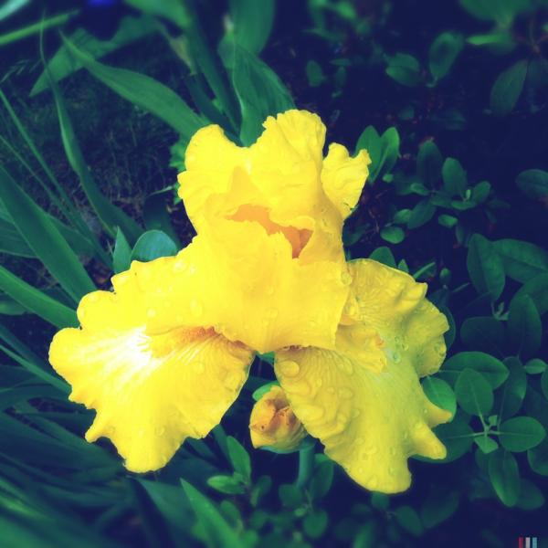 Hey little state folks, I highly recommend a post rain stroll. The spring blooms are lovely sprinkled with raindrops.