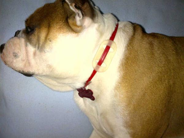 jey457's tweet photo. @ammenard Neutralizador de olor para su mascota fácil de usar muy económico ventas por mayor y detal 2 fraganciás http://t.co/ugeT2UI0
