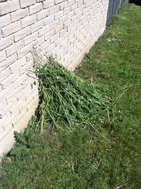 What kind of animal built this?