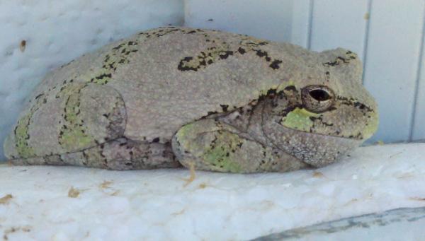 bentasa's tweet photo. Dilbert the frog!!!!! #Workbuddy#poisonous http://t.co/Iosghbvv