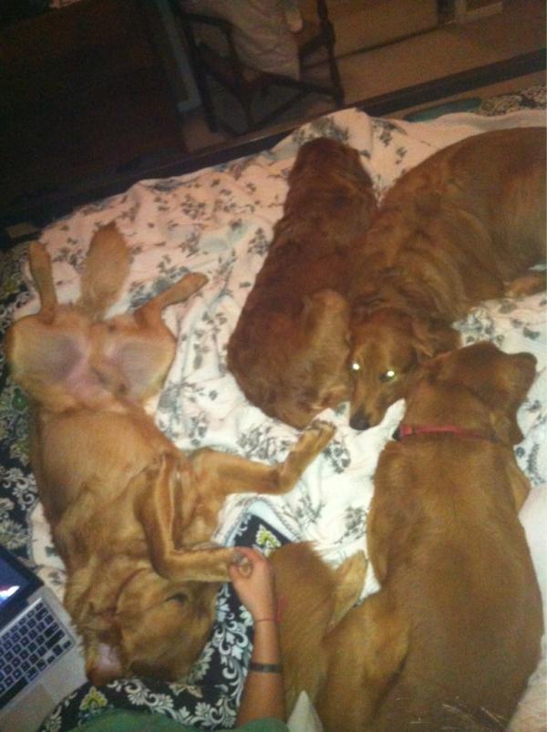 MorghannKayte's tweet image. Sleeping at Lauren's house with her and all 4 doggies #fullbed @lalahigdon