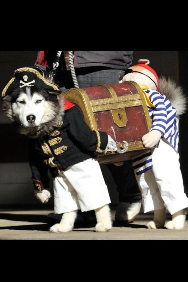 rickygervais's tweet photo. The dog is saying, "Yeah... I'm dressed as two tiny pirates carrying a treasure chest...and? Get over it" http://t.co/Dtsh9rTj