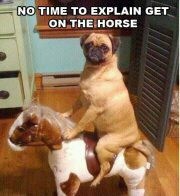 inteligentpug tweet picture