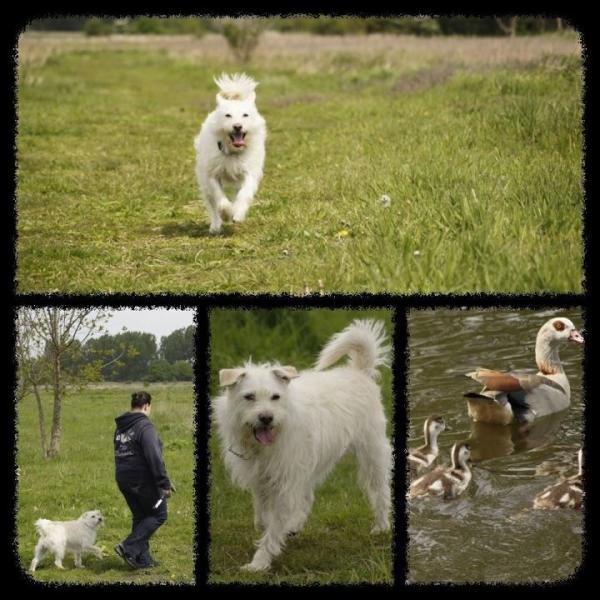 RodydeHond's tweet photo. Vandaag lekker gewandeld in de #broekpolder in #Vlaardingen wat een heerlijk weer was het zeg #benikalbruin http://t.co/XSmoruf9